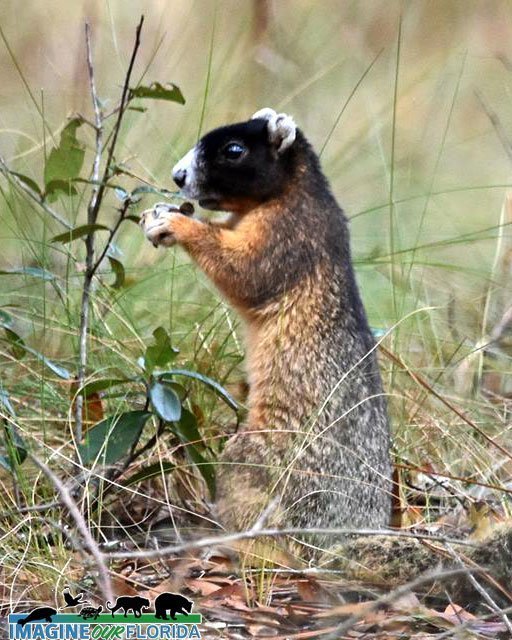 Southern Fox Squirrel