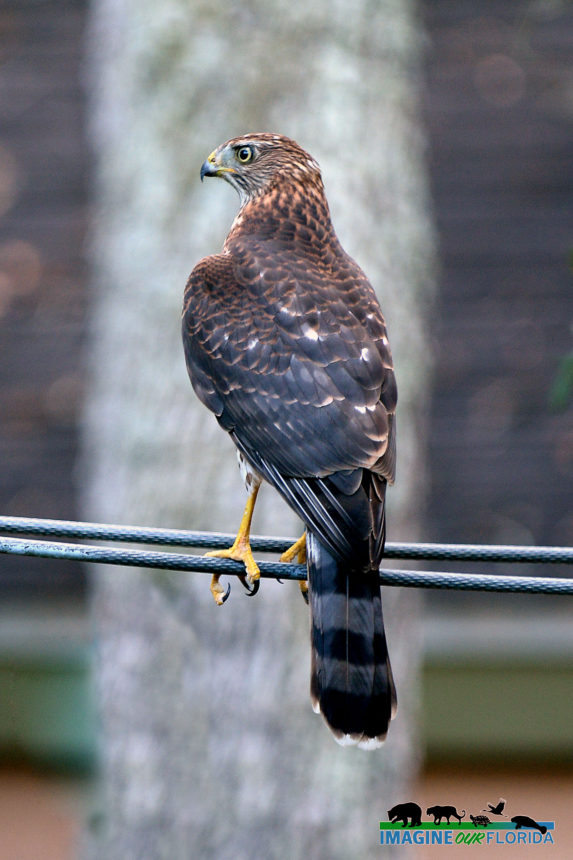 Cooper's Hawk