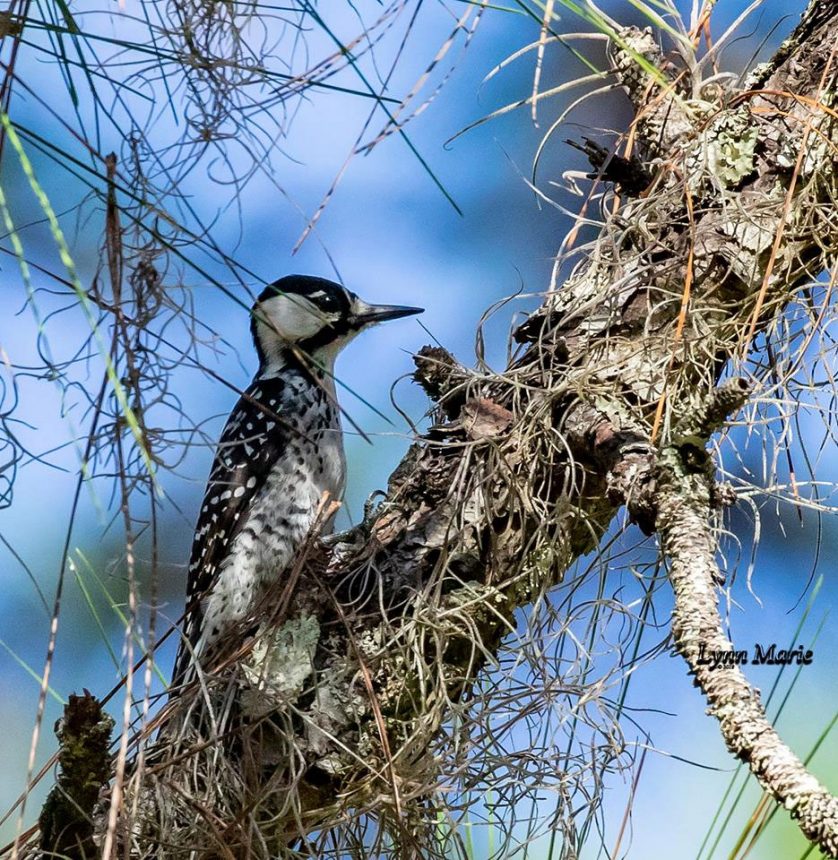 Red-Cockaded Woodpecker