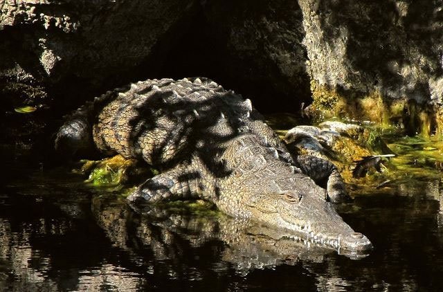 Crocodile