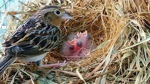 Florida Grasshopper Sparrow