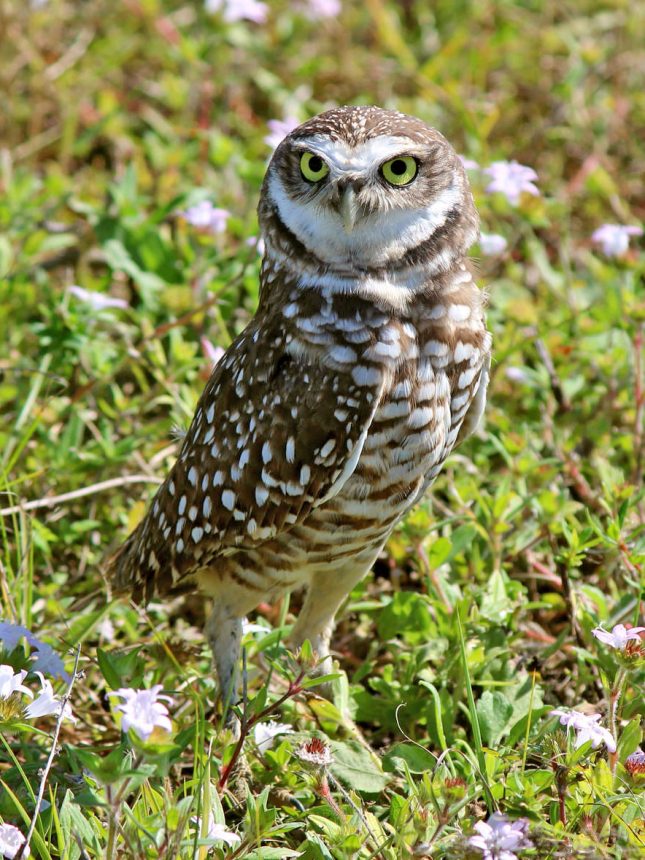 Burrowing Owl