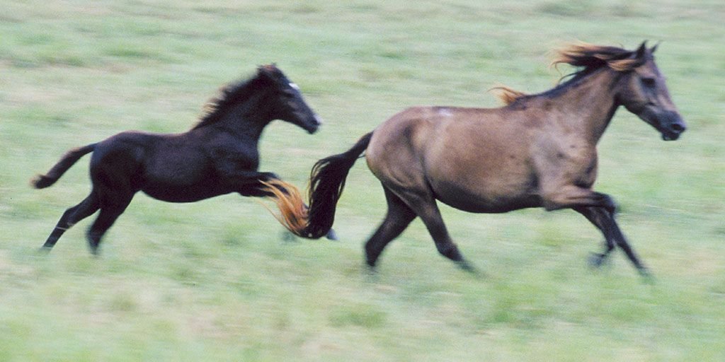 Florida Cracker Horse