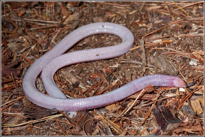 Florida Worm Lizard