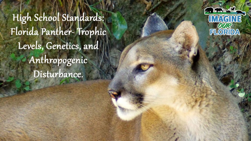 High School Standards - Florida Panther- Trophic Levels, Genetics, and Anthropogenic Disturbance Lesson Plan