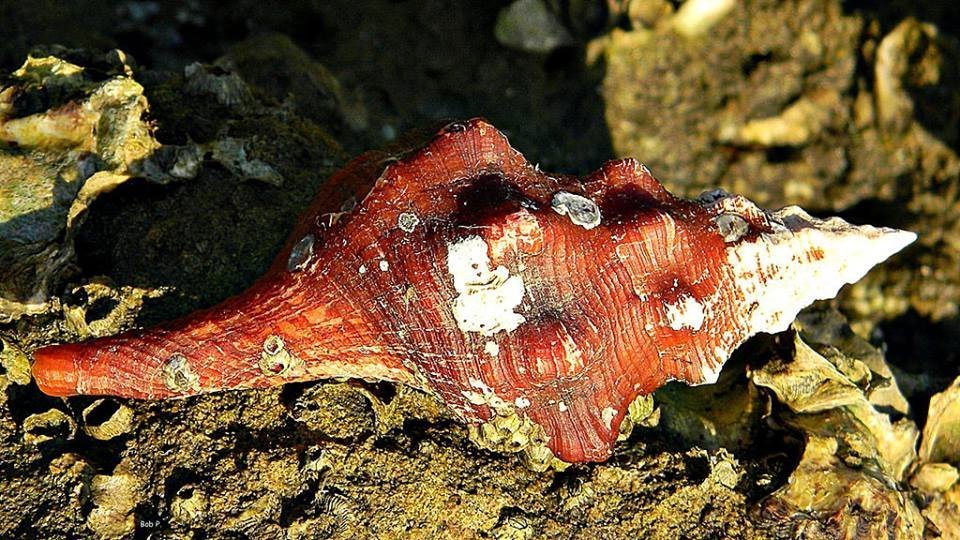 Horse Conch