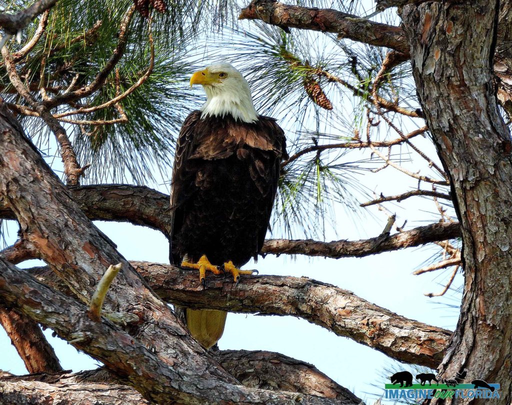 Bald Eagle