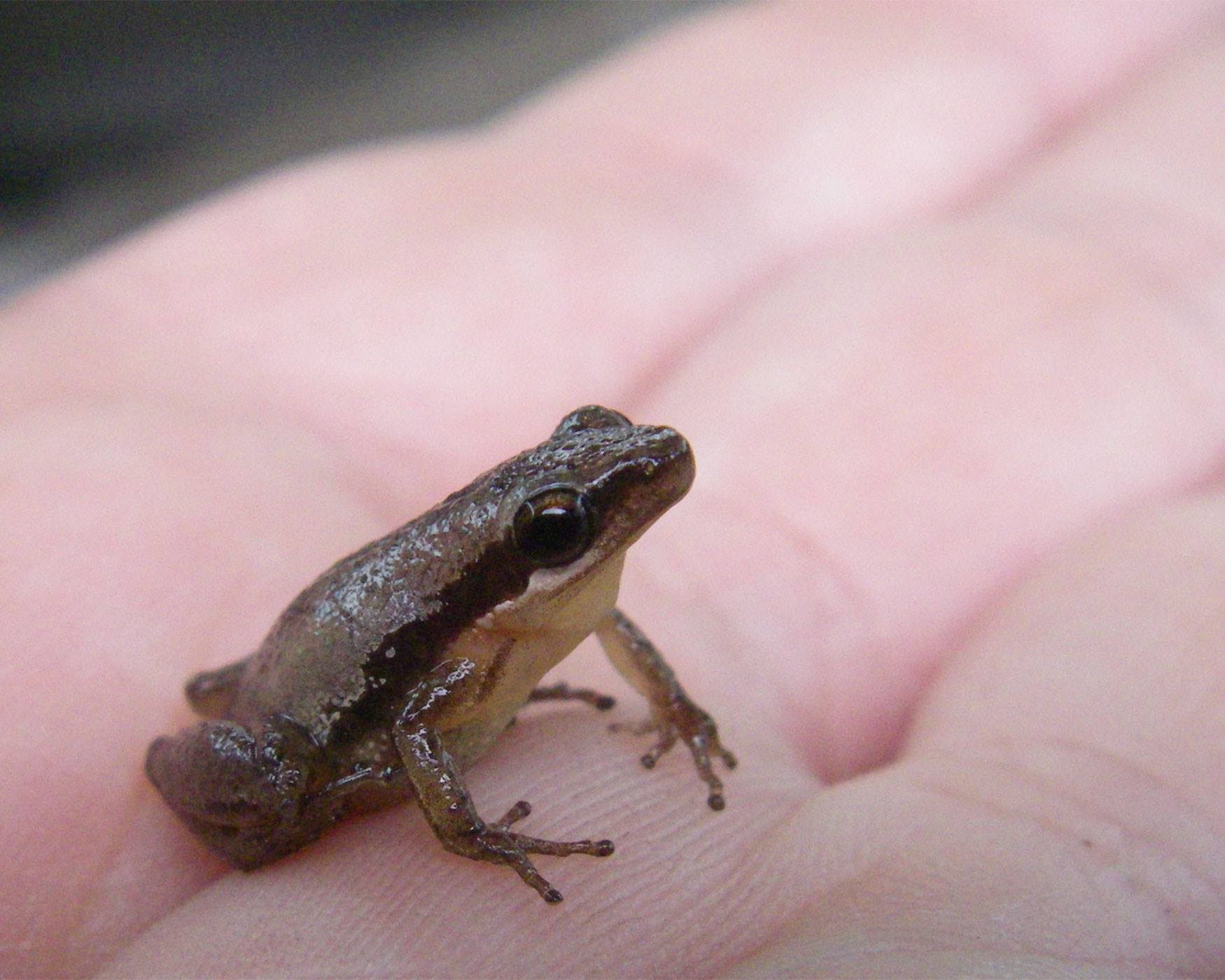 Miniature Frogs are Literally Mini