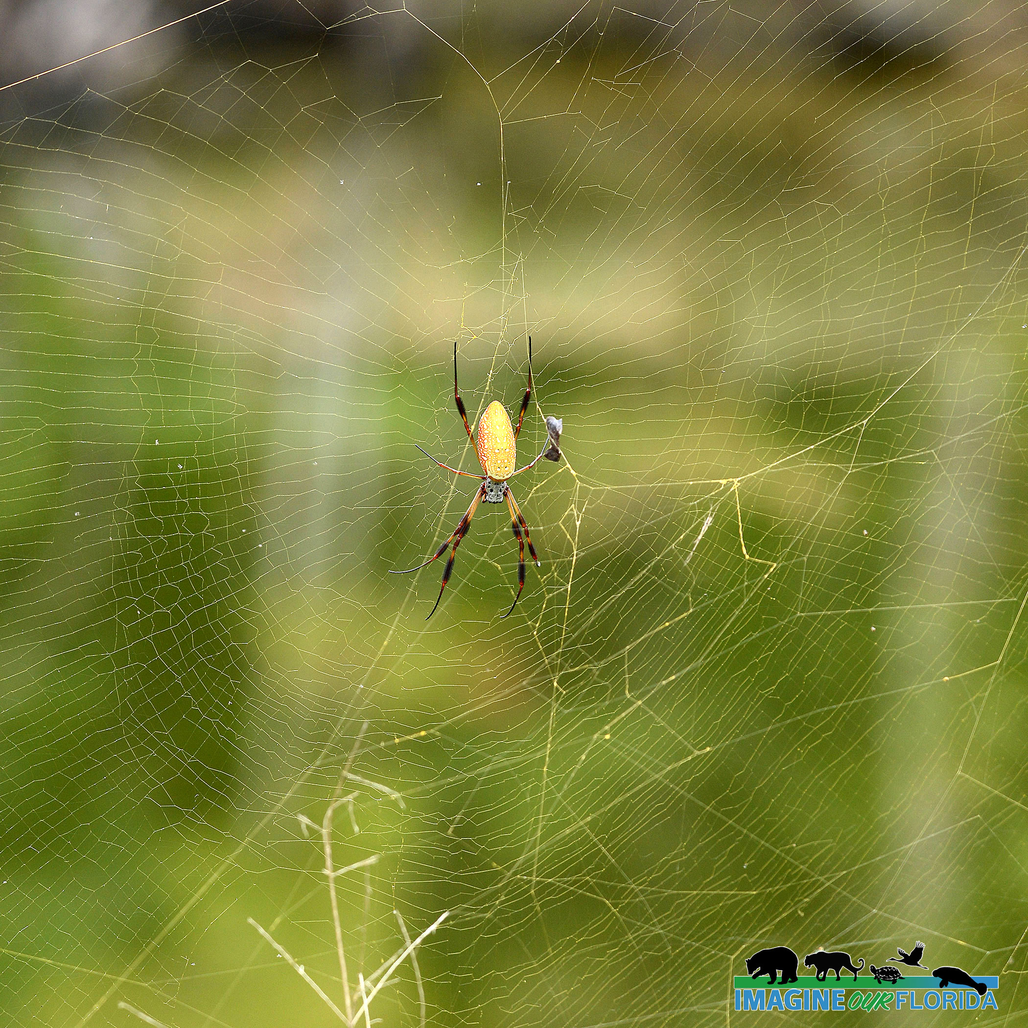 spider  Imagine Our Florida, Inc