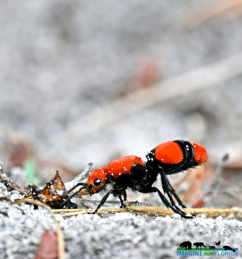 Red Velvet Ant