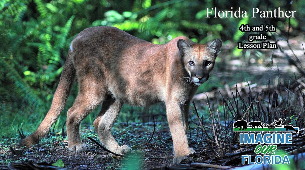 4th and 5th grade on the Florida Panther Lesson plan