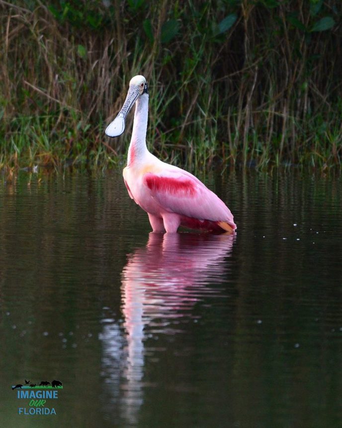 Roseate Spoonbill