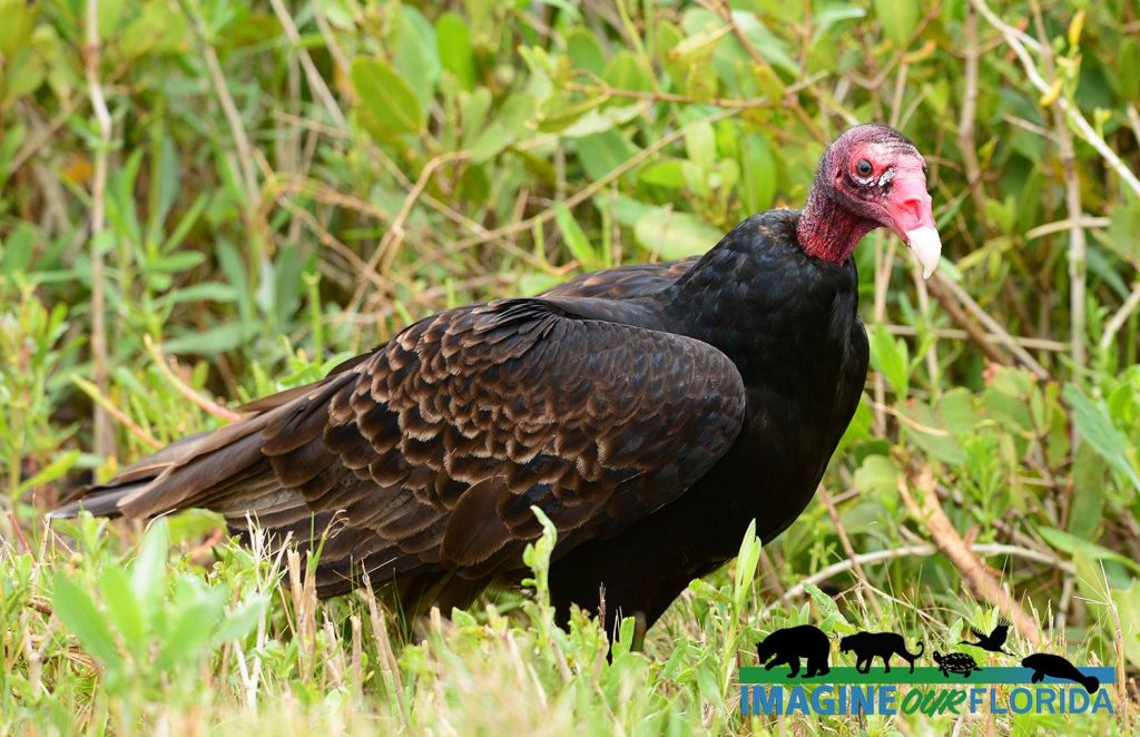 Turkey Buzzard