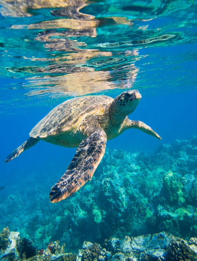 Green Sea Turtle