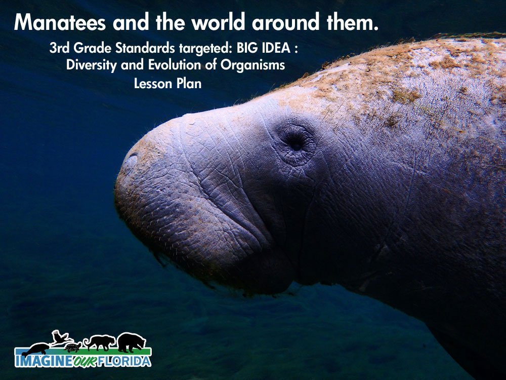 3rd Grade on Diversity and Evolution of Organisms Lesson Plan