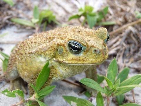 Cane Toad