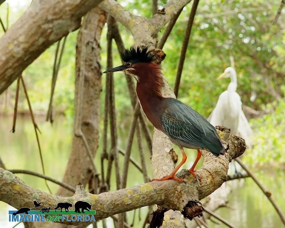 Green Heron