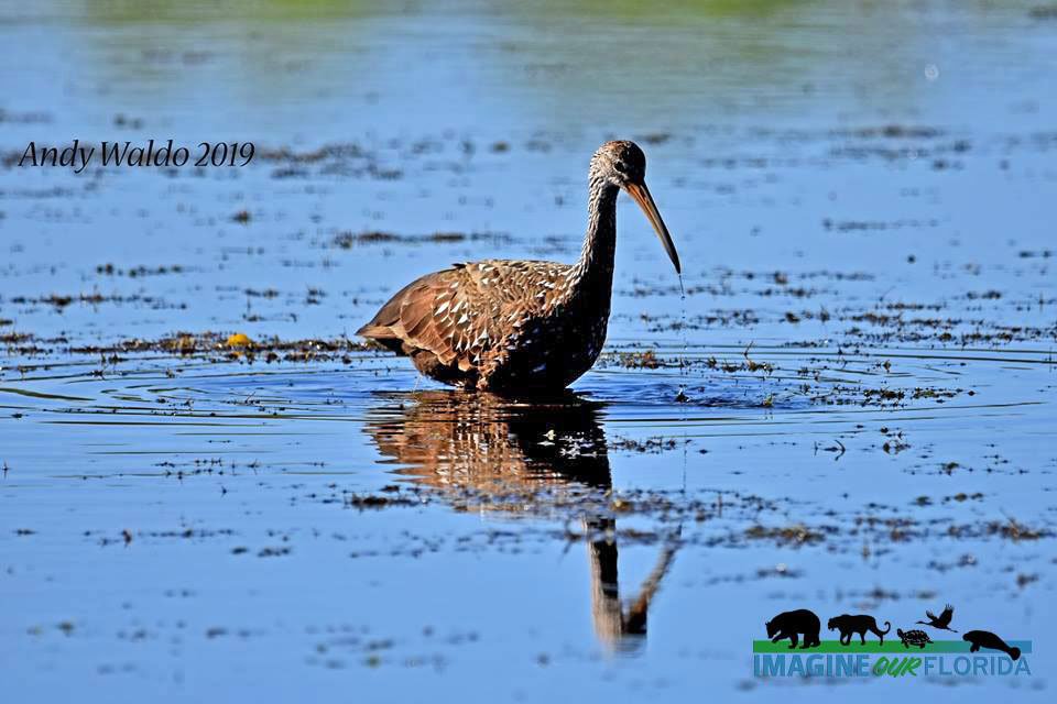 Limpkin