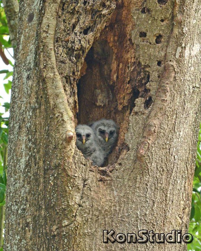 Barred Owl