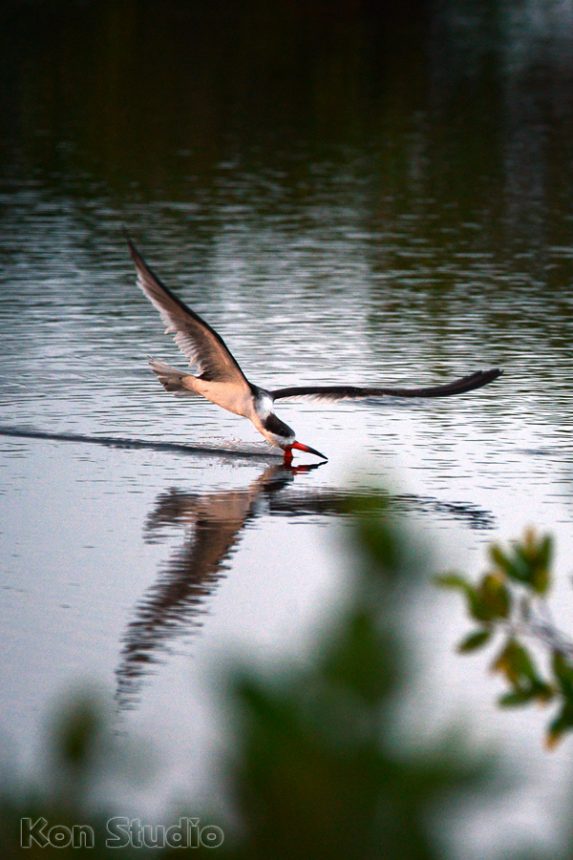 Black Skimmers