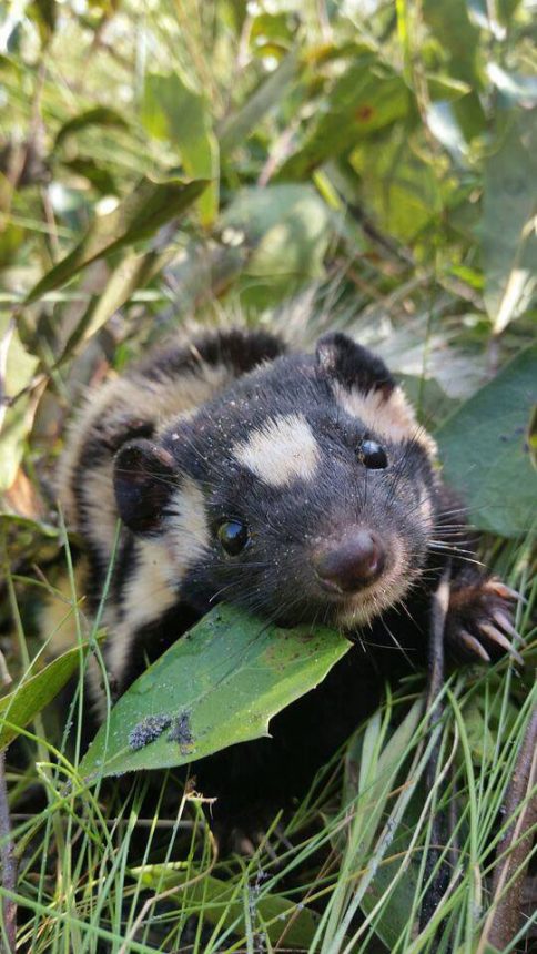 Eastern Spotted Skunk