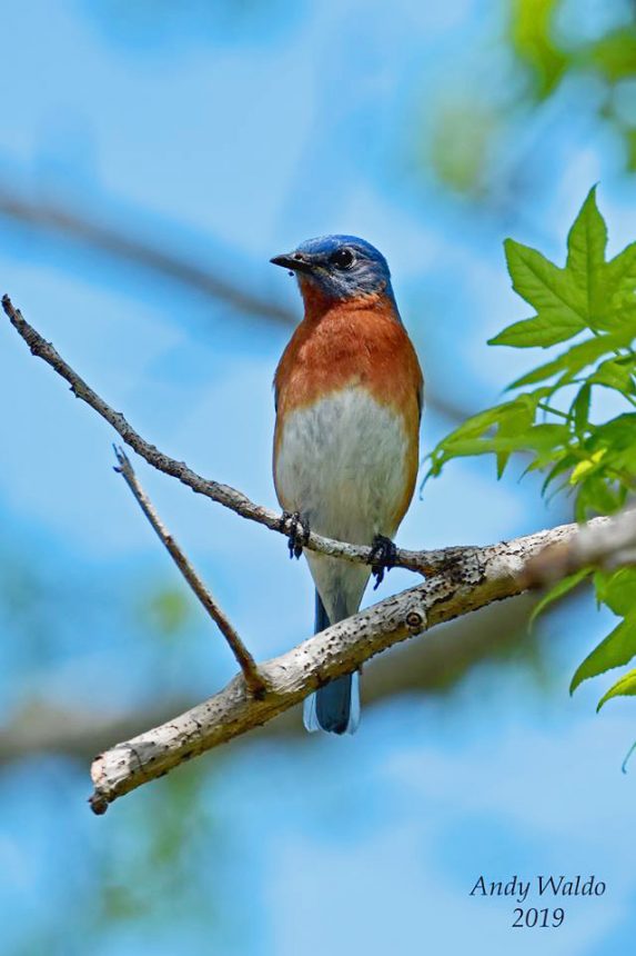 Eastern Bluebird