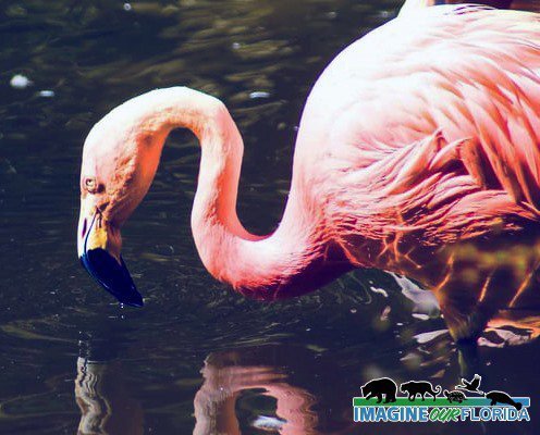 Flamingo (American)