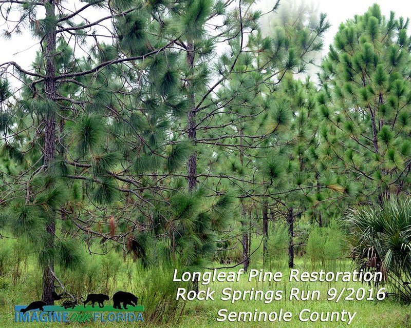 Longleaf Pine