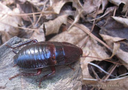 Florida Woods Cockroach