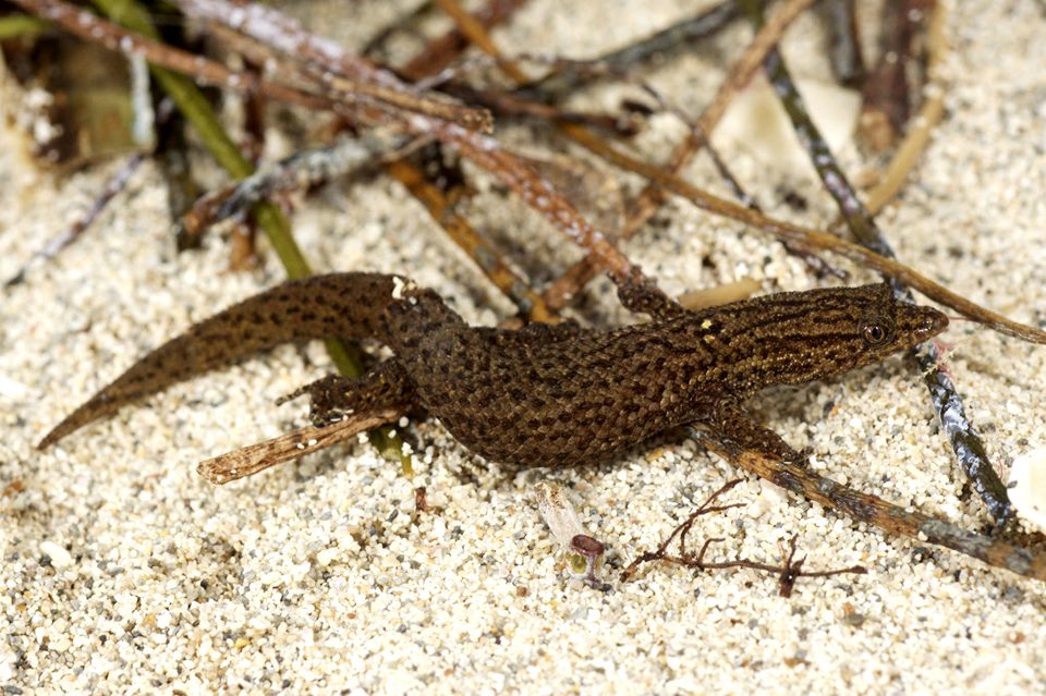 Florida Reef Gecko