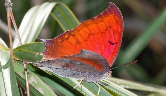 Florida Leafwing