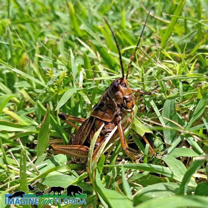 Eastern Grasshopper Lubber