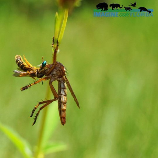 Hanging Thief Robber Fly