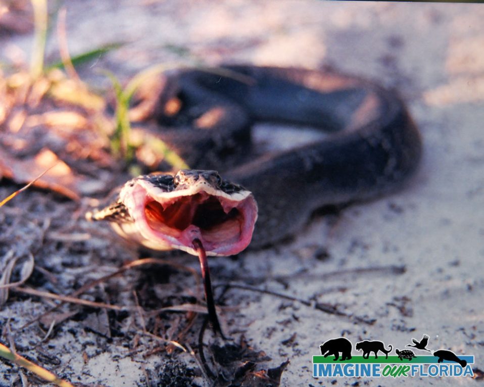 FWC Fish and Wildlife Research Institute - Hognose snakes will