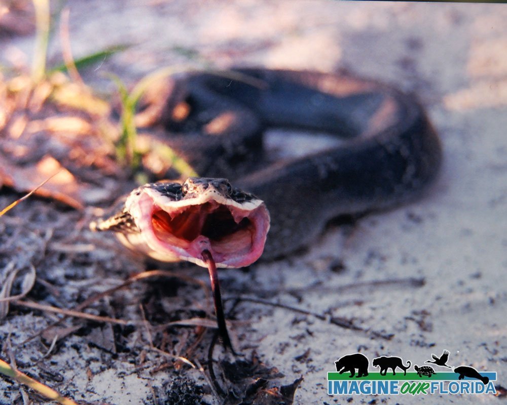 Eastern Hognose Snake