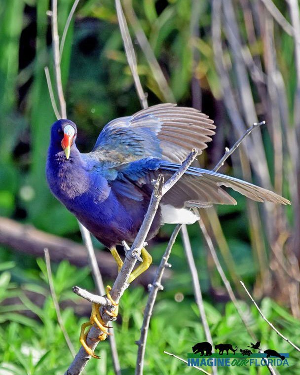 Purple Gallinule