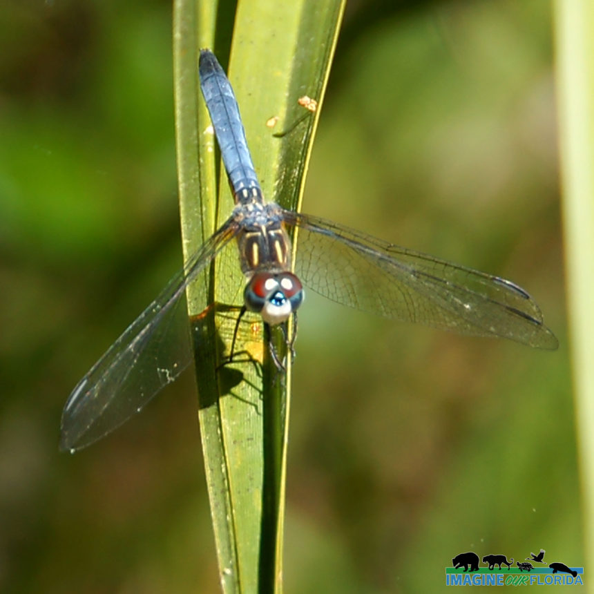 Blue Dasher