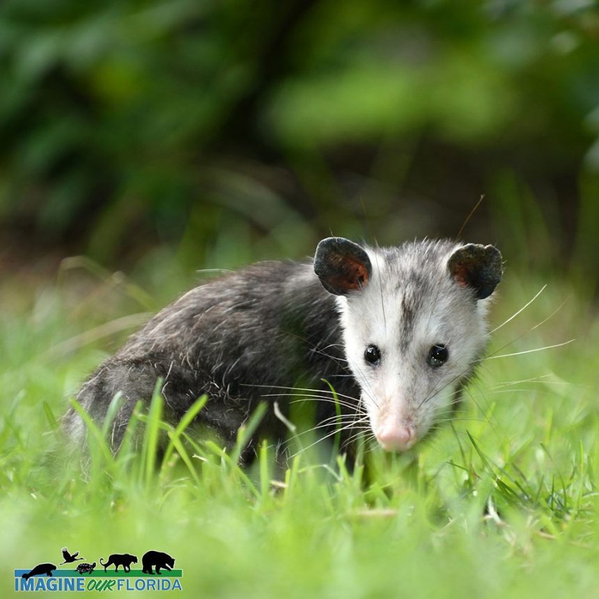 Opossum