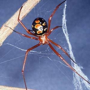 Red Widow Spider