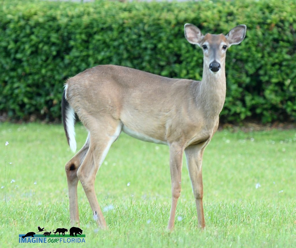 White-tailed Deer