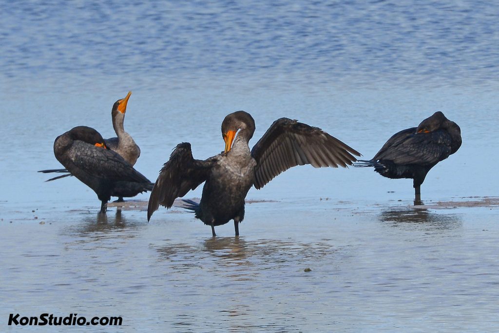 Double-crested Cormorant