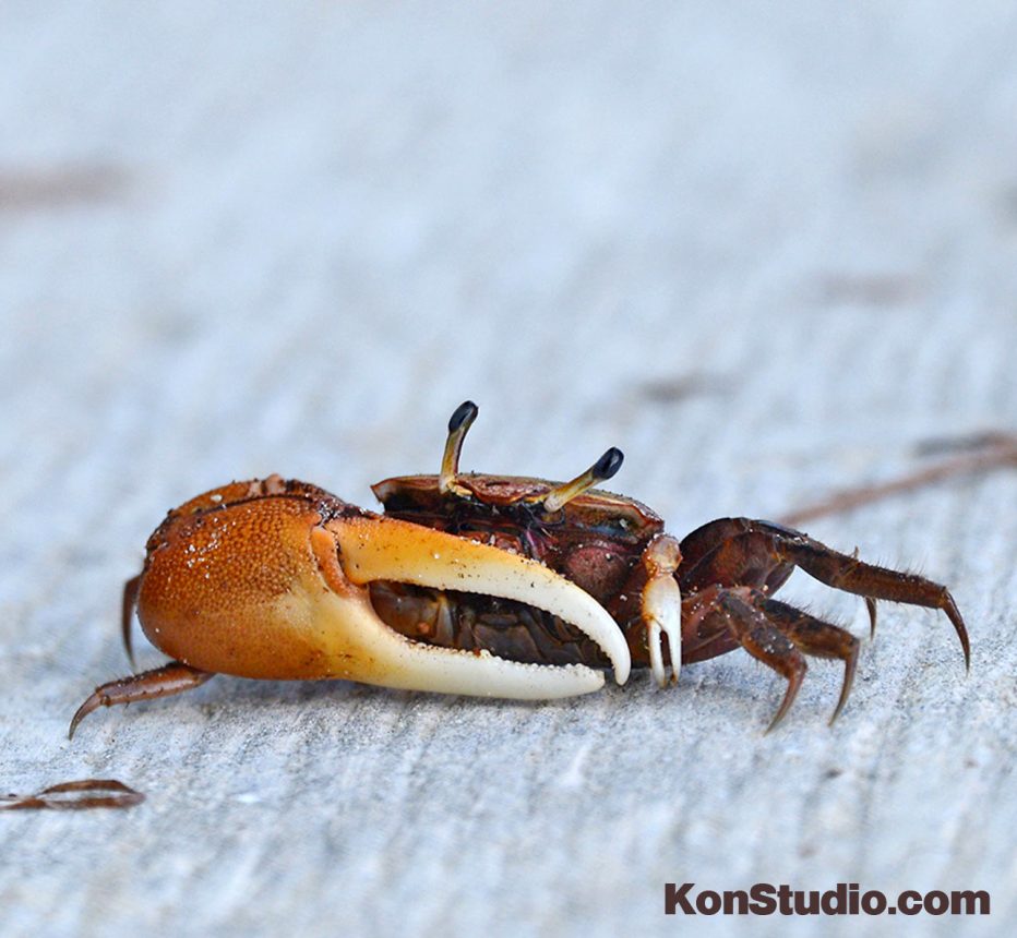 Fiddler Crabs