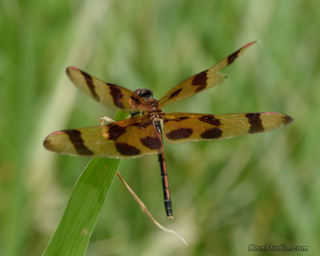 Halloween Pennant Dragonfly