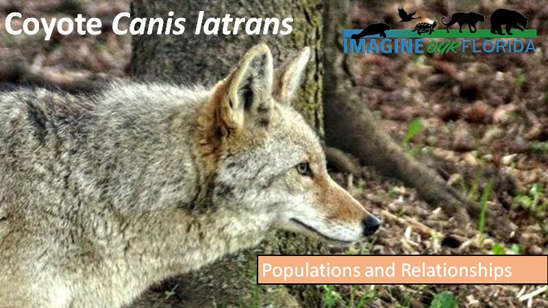High School Standards- Coyotes and Population Dynamics Lesson Plan