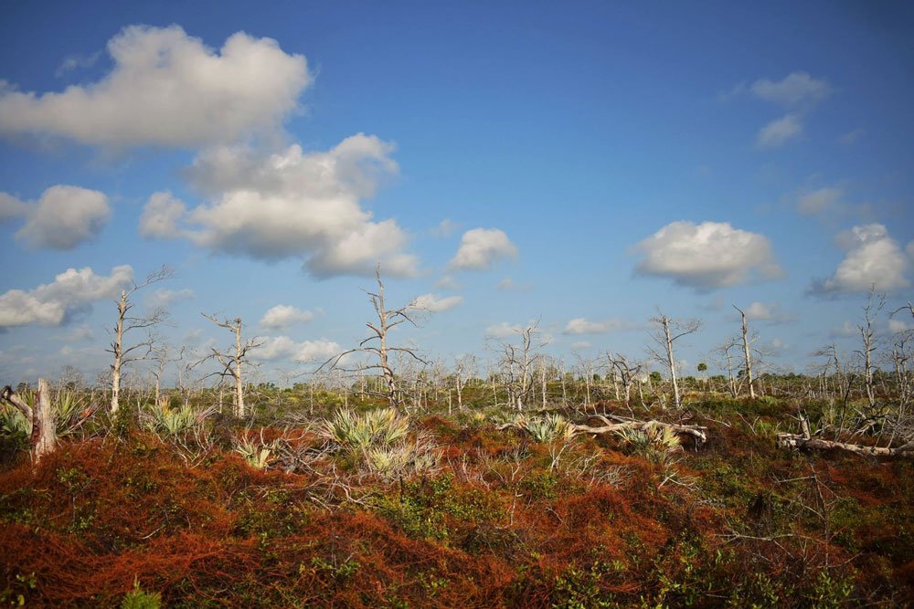 Blowing Rocks Preserve Imagine Our Florida, Inc