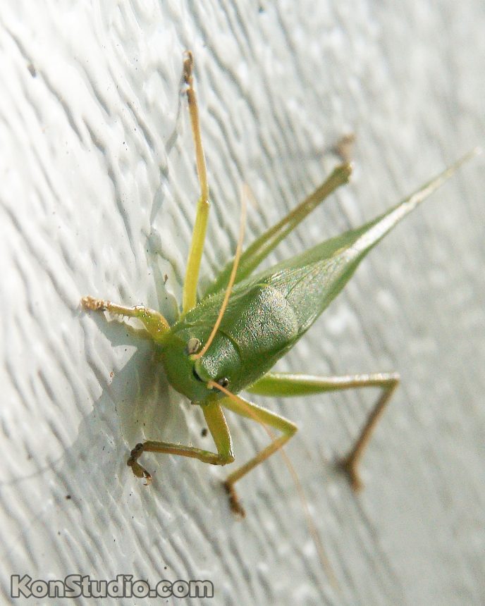 Katydid