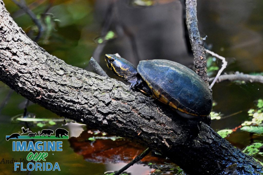 Striped Mud Turtle