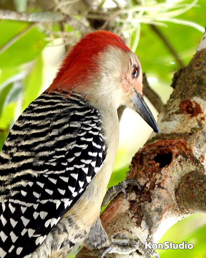 Red-bellied Woodpecker