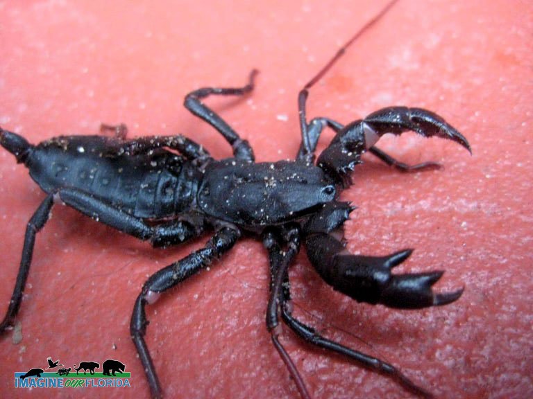 Giant Whip Scorpion