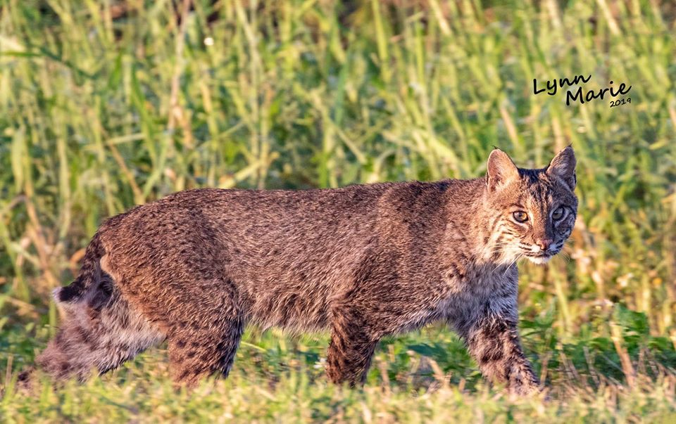 Bobcat